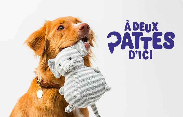 Chien avec son doudou