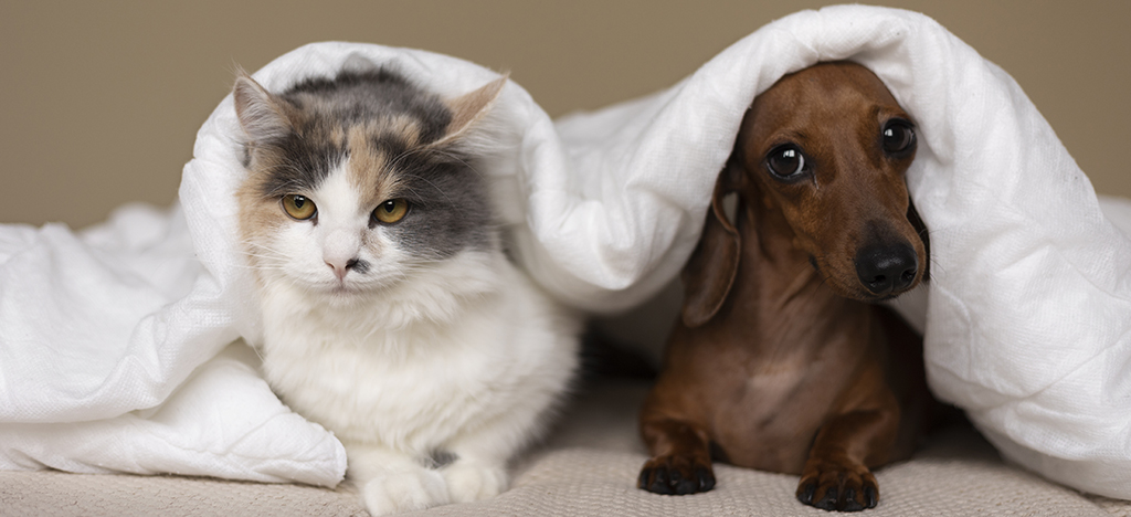 Cohabitation chat-chien