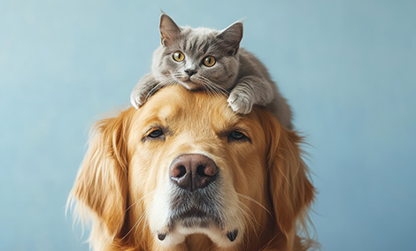 Cohabitation chat avec d'autres espèces