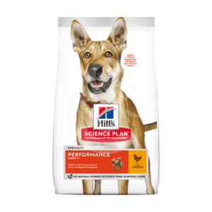 Chien Adult Performance - CHI144