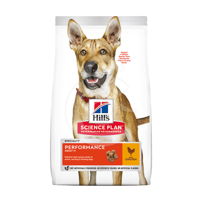 Chien Adult Performance - CHI144