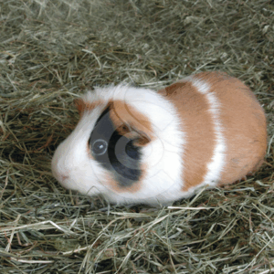 Foin de Crau pour rongeurs - FOI007