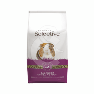 Selective Guinea Pig (Cochon d'Inde) - SEL233