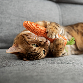 Accessoires pour chat