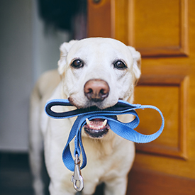 Accessoires pour chien