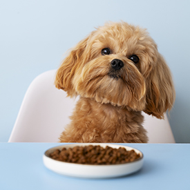 Alimentation pour chien