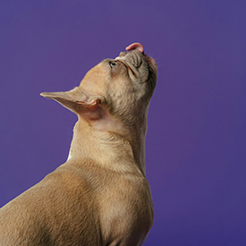 Produits vétérinaires pour chien