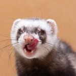 Furet