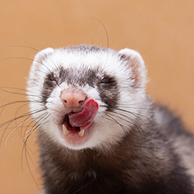 Furet