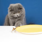 Alimentation des chats