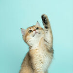 Produits vétérinaires pour chat