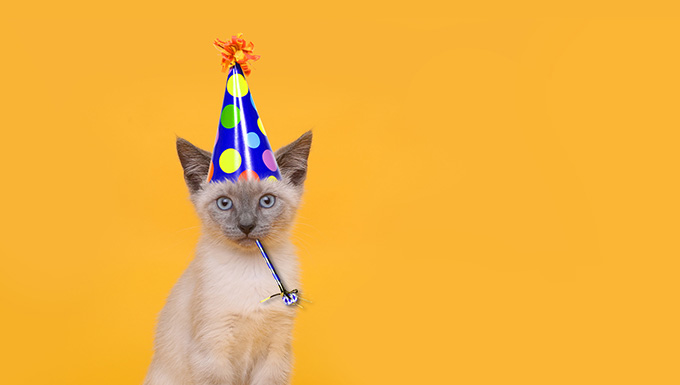 Anniversaire de votre chat