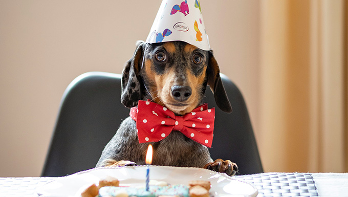Anniversaire de votre chien
