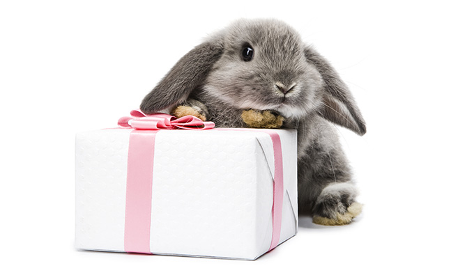 Lapin avec un cadeau