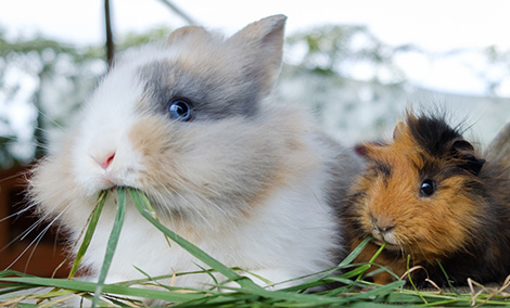 Lapin et cochon d'inde en train de manger