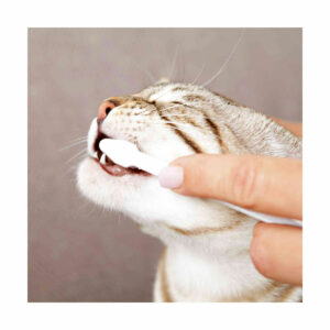 BROSSE A DENTS CHATX2+DENTIFRICE