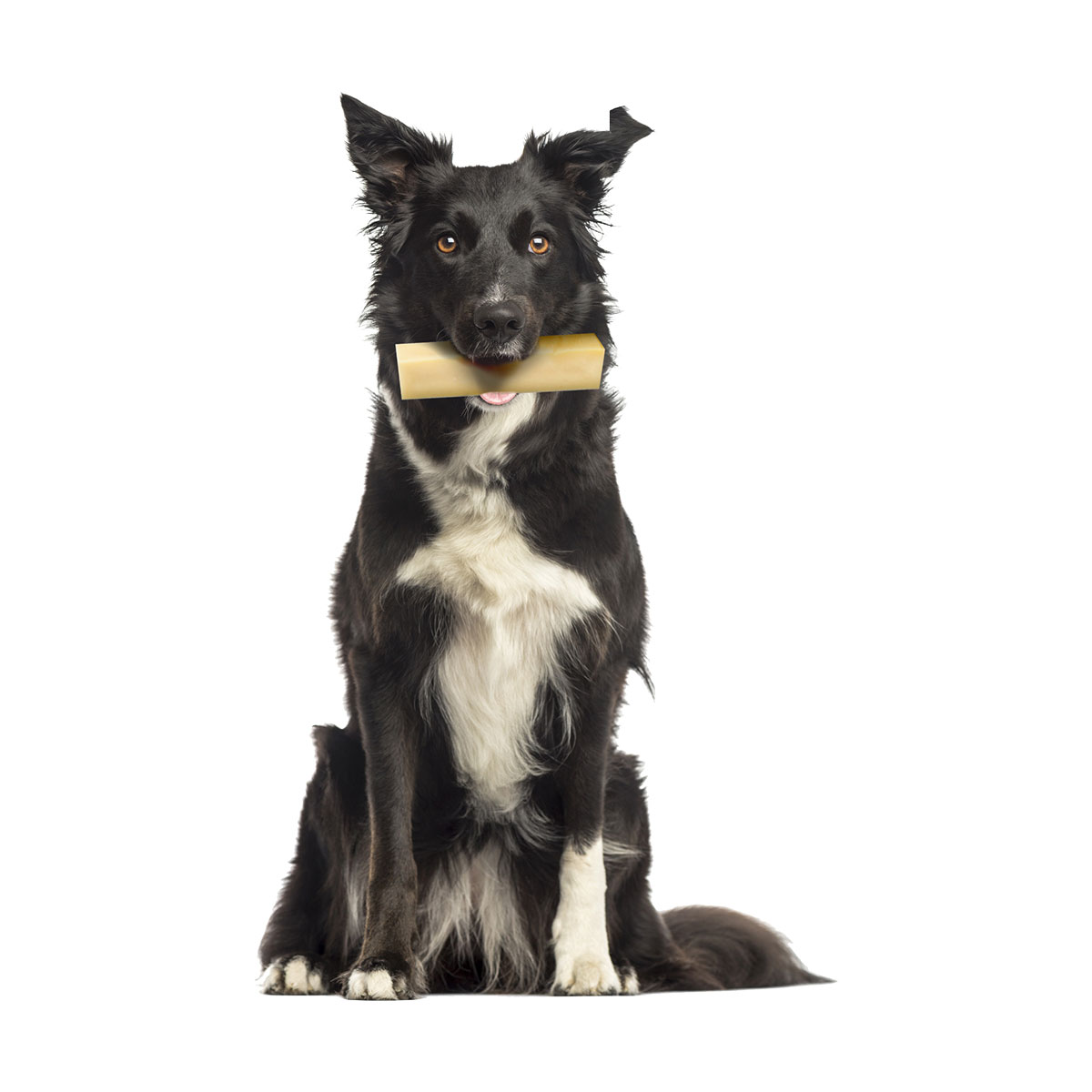 CHEESE BONE M < 10 KG