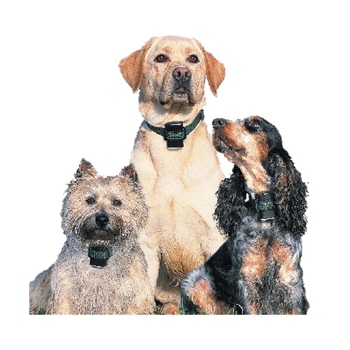 COLLIER ABOISTOP MEDIUM