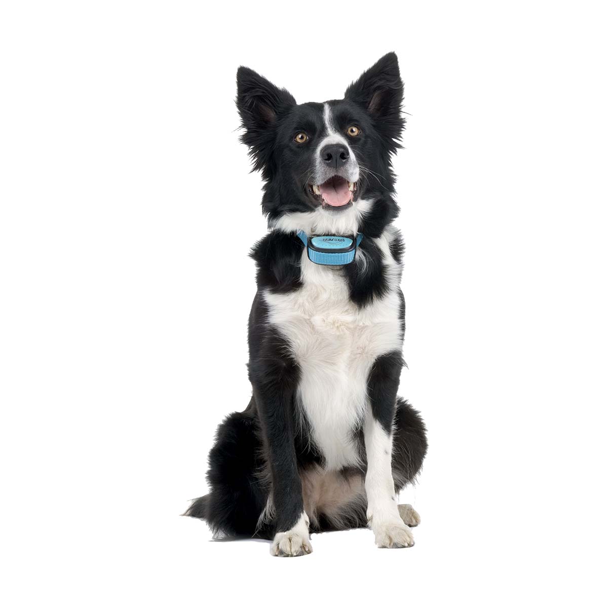 COLLIER ANTI ABOIE.IKI PULSE