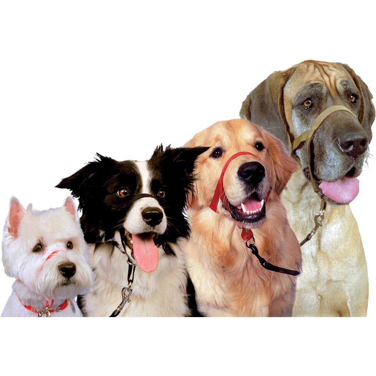 COLLIER HALTI NOIR T1