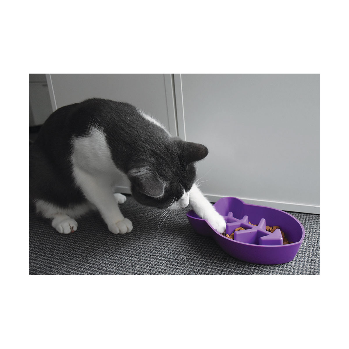 GAMELLE ANTI GL.POISS.VIOLET 350ML