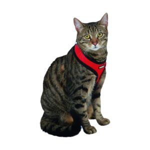 HARNAIS CHAT ACTIVE ROUGE