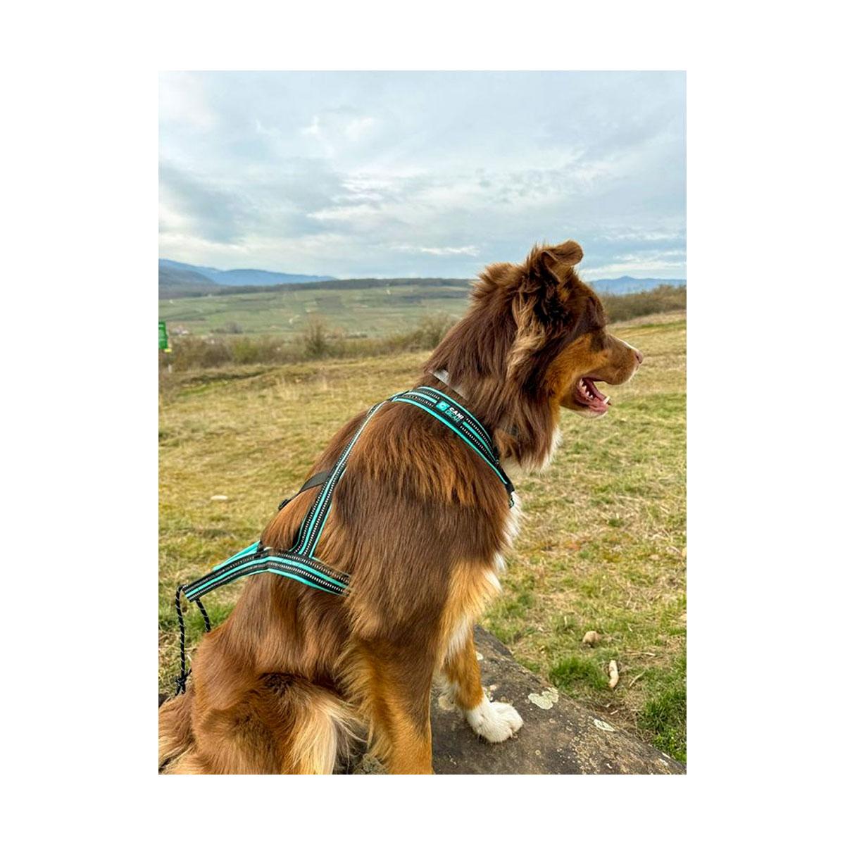 HARNAIS OLYMPIA CANIGEAR S