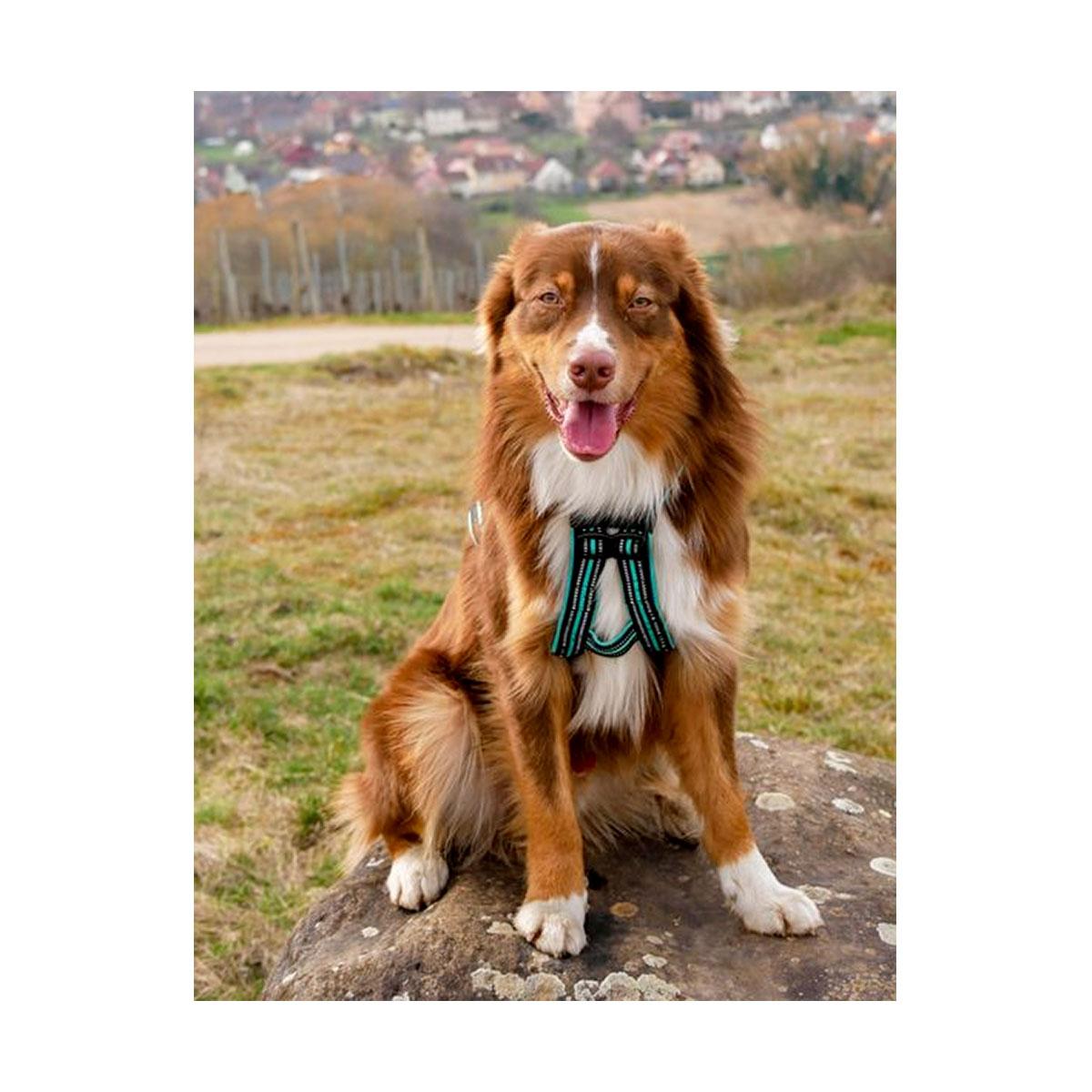 HARNAIS OLYMPIA CANIGEAR S