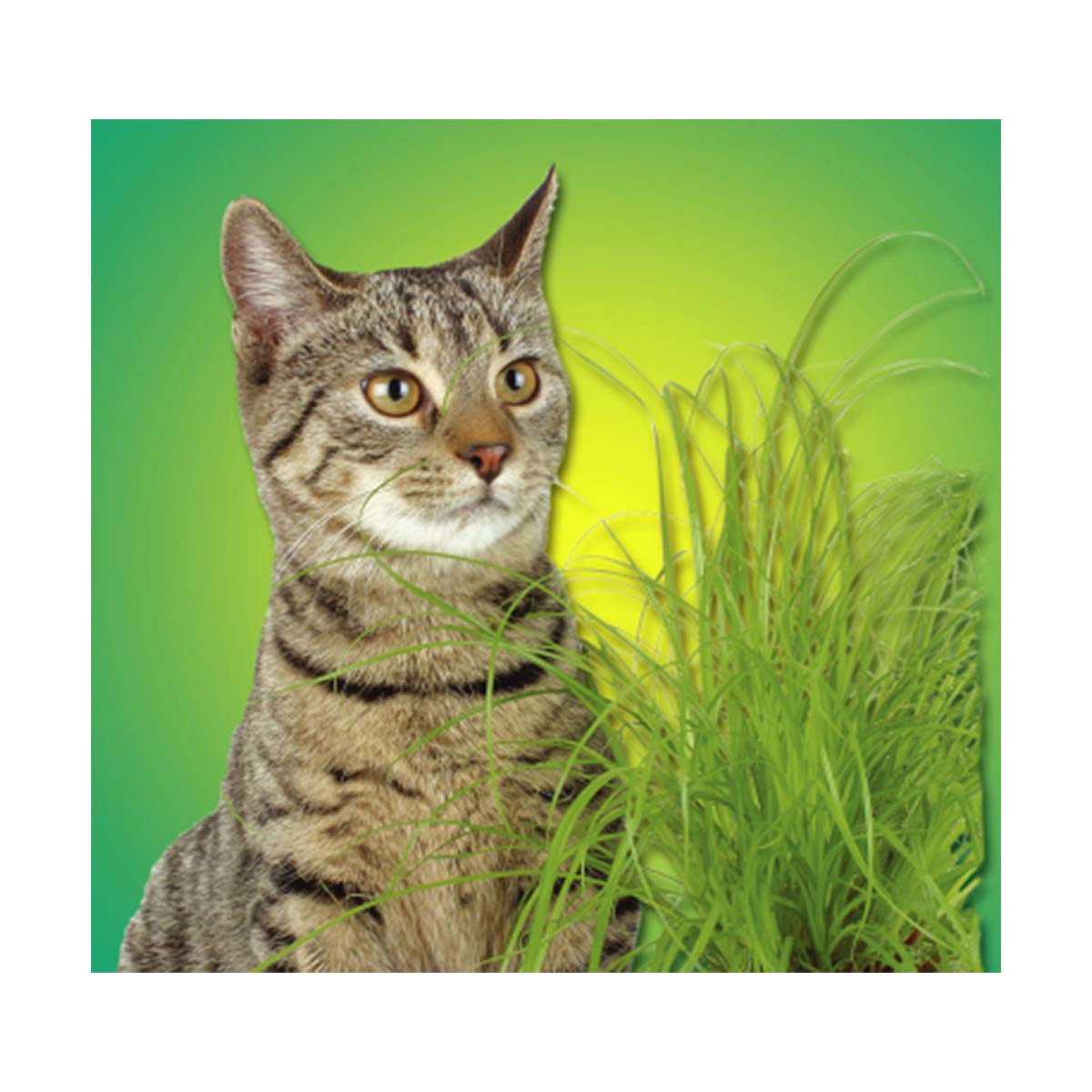 HERBE A CHAT 100G