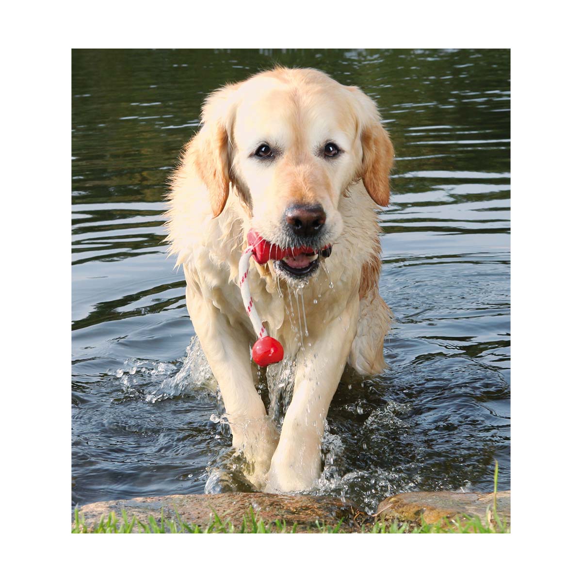 JOUET CAOUTCHOUC FLOTTANT