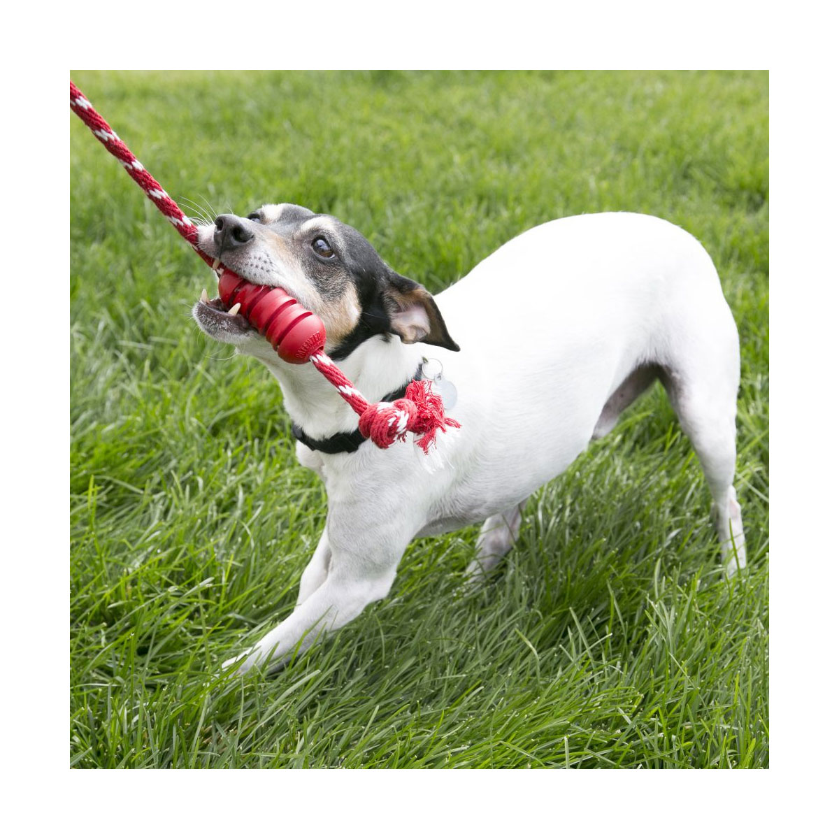 JOUET DENTAL KONG PETIT