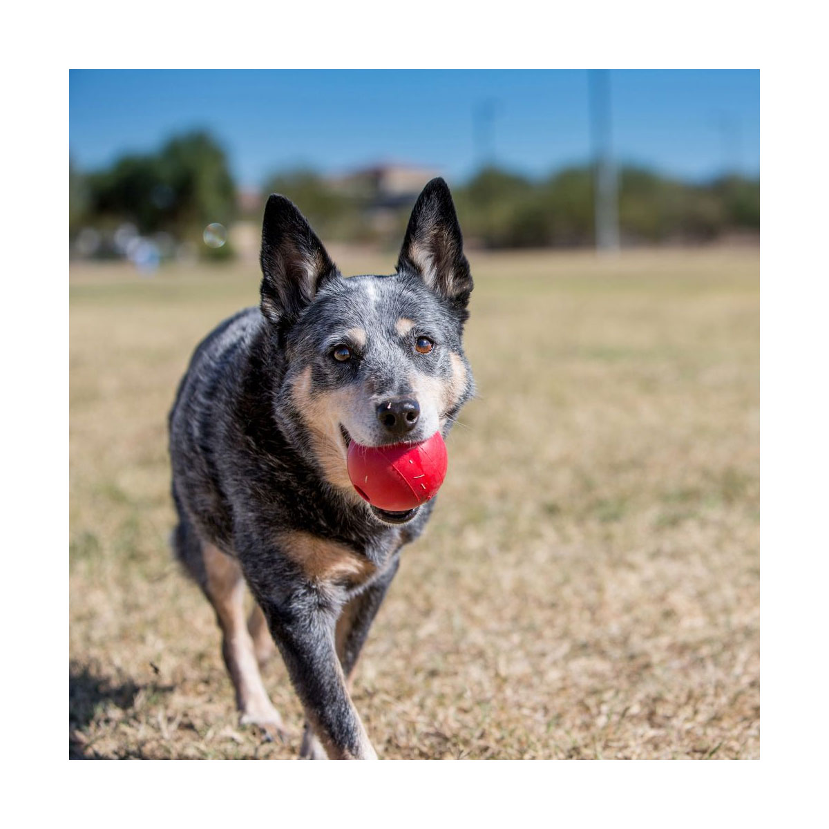 JOUET KONG BALL MEDIUM/LARGE