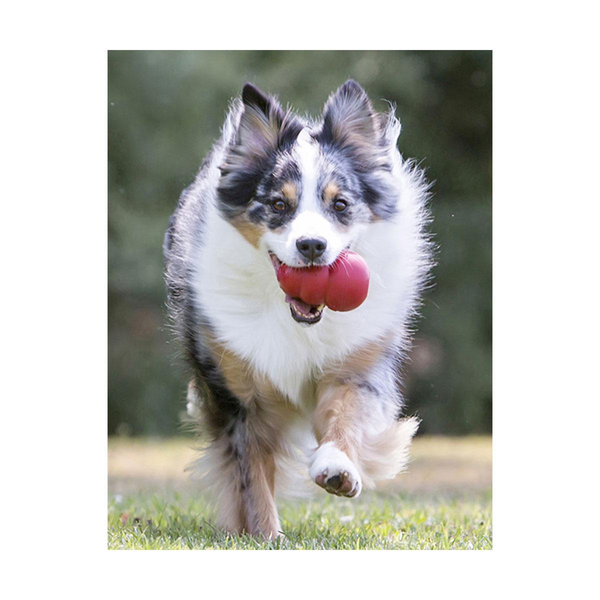 JOUET KONG CLASSIC XS