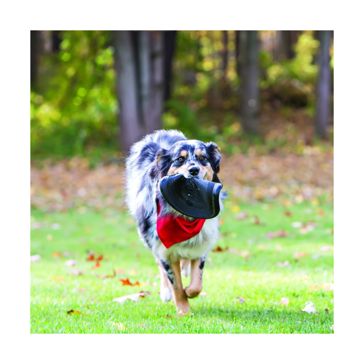 JOUET KONG EXTREME FLYER