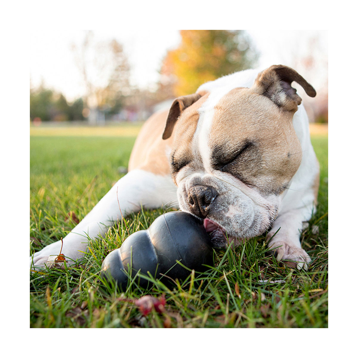 JOUET KONG EXTREME M