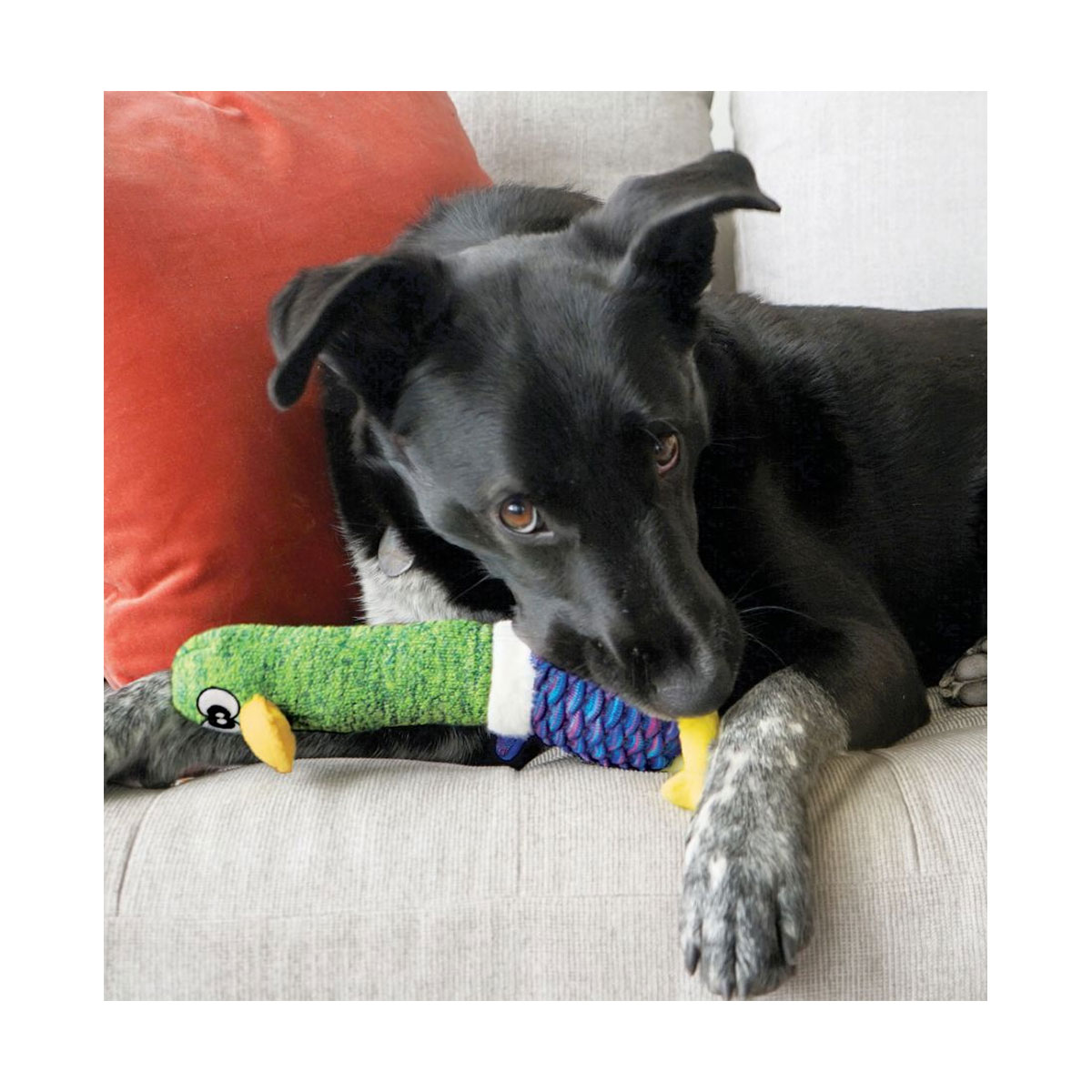 JOUET KONG SHAKERS CUCKOOS